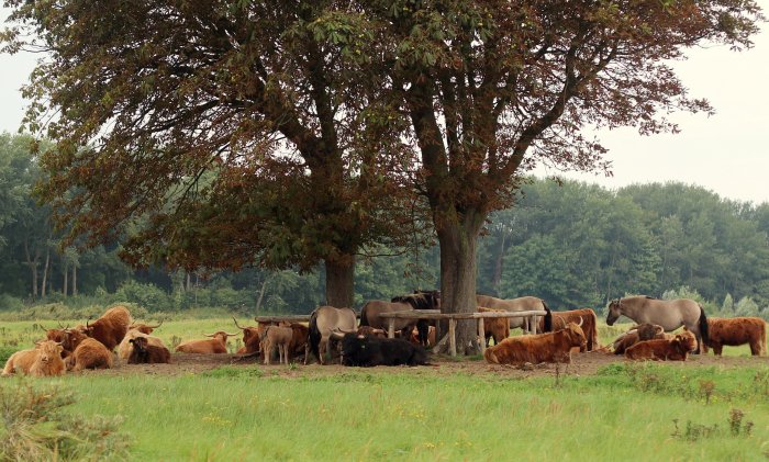 Kastanjes met grote grazers