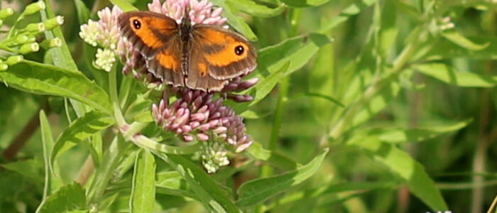 oranje zandoogje oranje zandoogje
