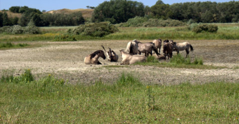 1-IMG_7780 Koninkpaarden nemen zandbad
