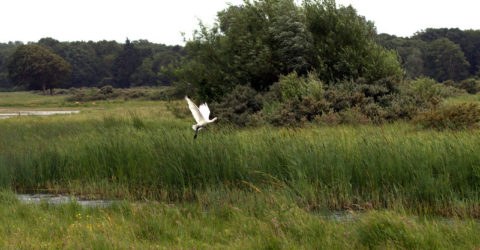lepelaar boven de plas lepelaar boven de plas