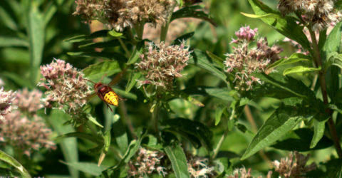 koninginnekruid met hoornaar