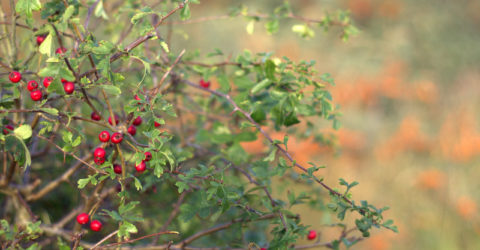 meidoornbessen