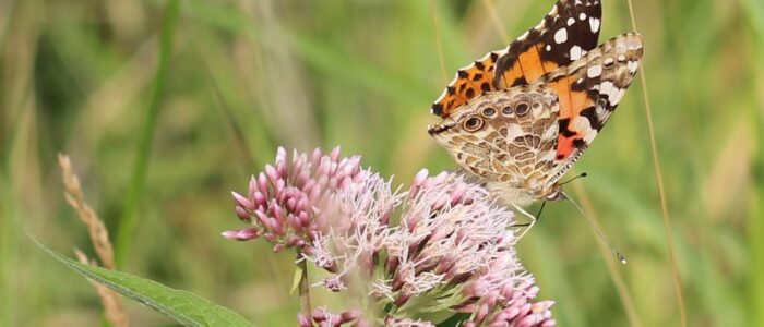 distelvlinder-op-konininnekruid