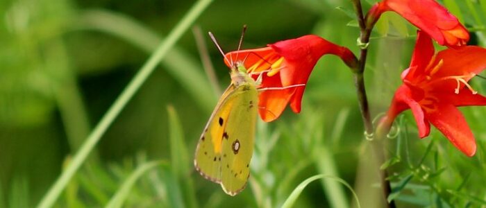 oranje-luzernevlinder-op-crocosmia