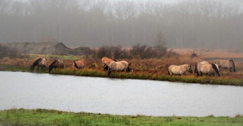 afgegraven grond met paarden op de voorgrond