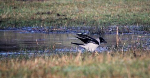 badende bonte kraai bij rel