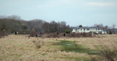 bonte kraai en zwarte kraaien in vlucht