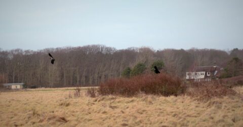 bonte kraai in vlucht