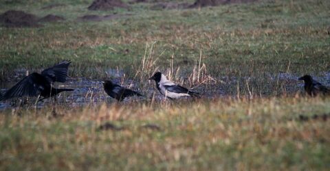 bonte kraai en zwarte kraaien