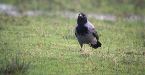 bonte kraai in het gras