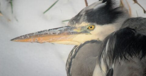 blauwe reiger in de sneeuw