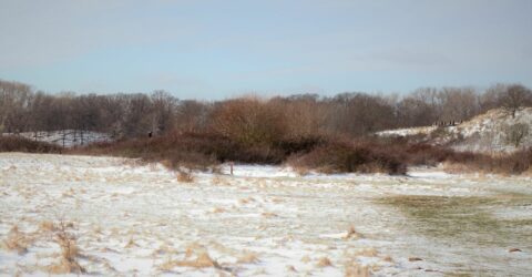 sneeuwlandschap met bonte kraai