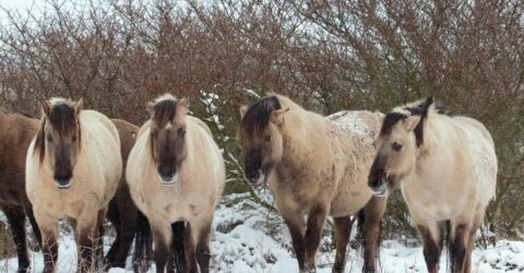 paarden in de dekking van duindoornstruiken