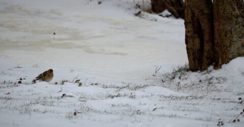 vink zoekend naar zaadjes van de els