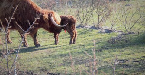 moeder en pasgeboren kalf