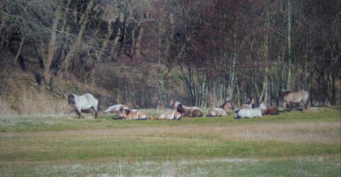 paarden koesteren zich in de zon