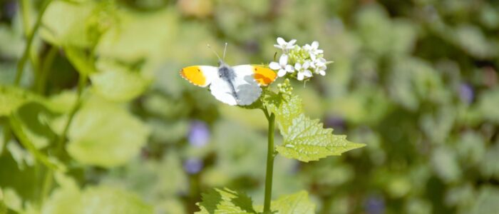 oranjetipje mannetje op look-zonder-look oranjetipje mannetje op look-zonder-look