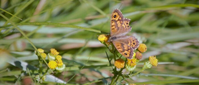 argusvlinder op duinkruiskruid argusvlinder op duinkruiskruid