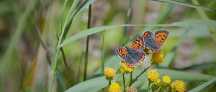 kleine vuurvlinder op duinkruiskruid kleine vuurvlinder op duinkruiskruid