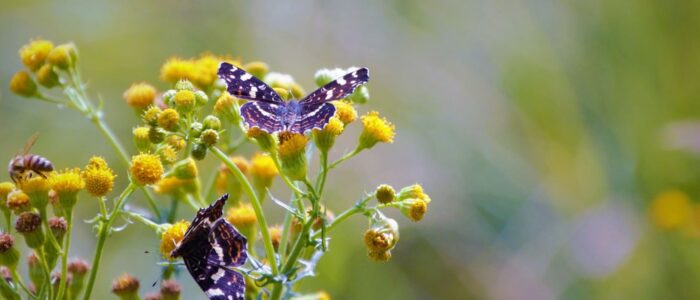 landkaartje (zomervorm) op duinkruiskruid landkaartje (zomervorm) op duinkruiskruid