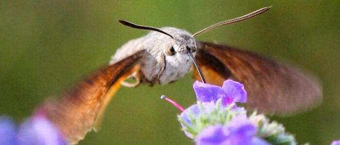 kolibrievlinder op slangenkruid