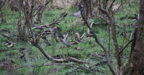 putters en sijzen putters en sijzen