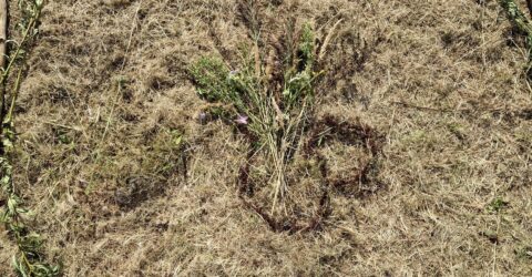 liggend schilderij liggend schilderij