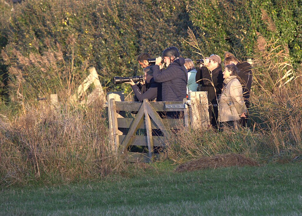 Vogelaars kijken naar de hop