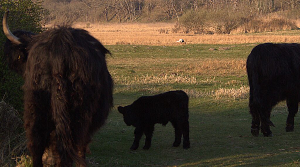 Pasgeboren kalfje en ooievaar op de achtergrond