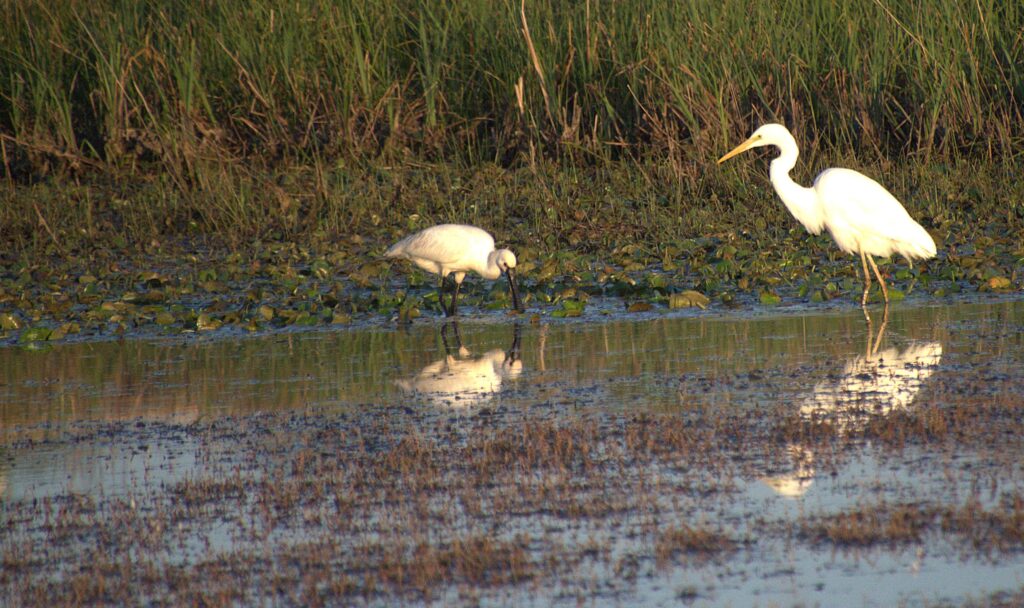 lepelaar en zilverreiger in bijna opgedroogde plas
