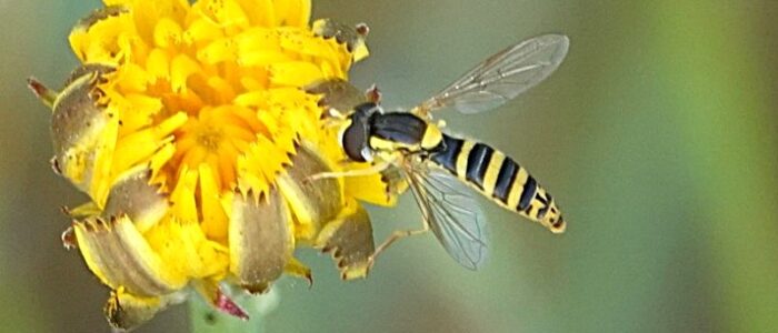 insect (soort onbekend)