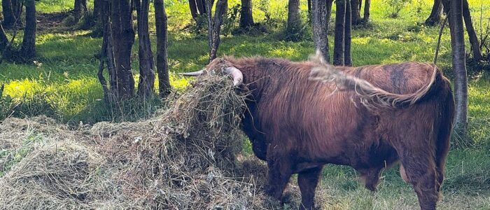 Schotse Hooglander in het maaisel