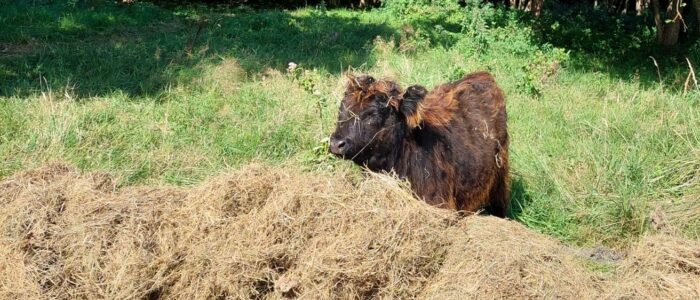 Schotse Hooglander bij maaisel