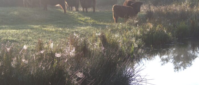 Grazers bij het water
