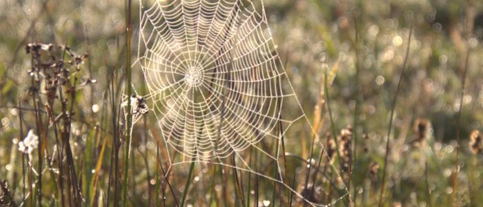 spinnenweb