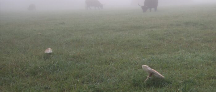 Grazers in de mist