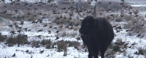 schotse hooglander met vogelzwerm schotse hooglander met vogelzwerm