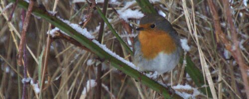 sneeuw67jpg roodborst op besneeuwde tak