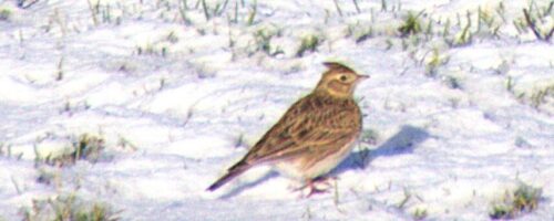 veldleeuweriken langs Katwijkseweg