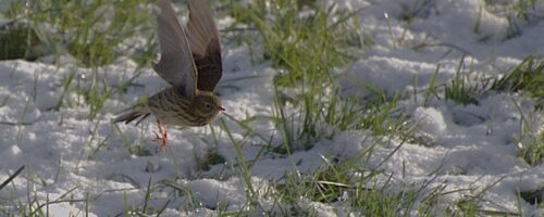 graspieper graspieper