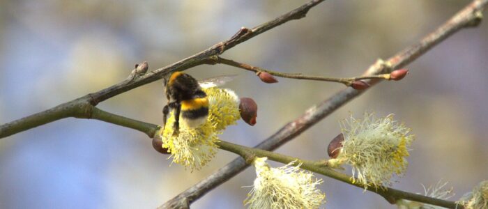 hommel op wilgenkatje