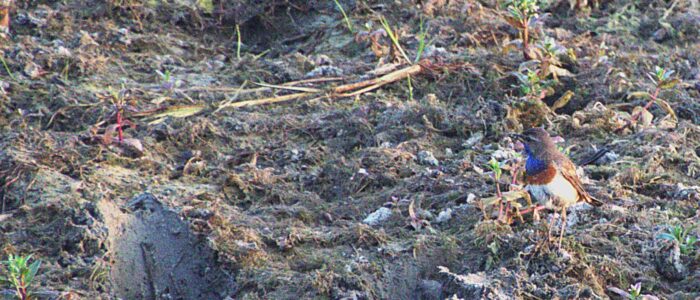 blauwborst op drooggevallen plas en pootafdruk koe