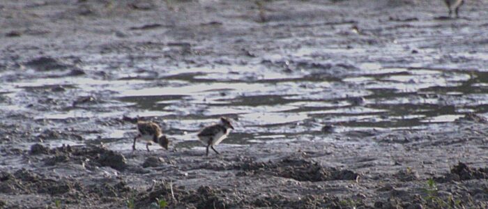 kievitsjongen op bijna drooggevallen plas