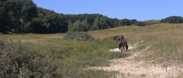Exmoor paarden