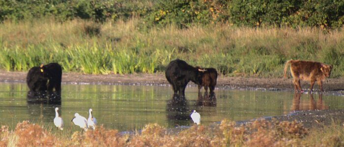 Schotse Hooglanders en lepelaars in plas met klein laagje water Schotse Hooglanders en lepelaars in plas met klein laagje water
