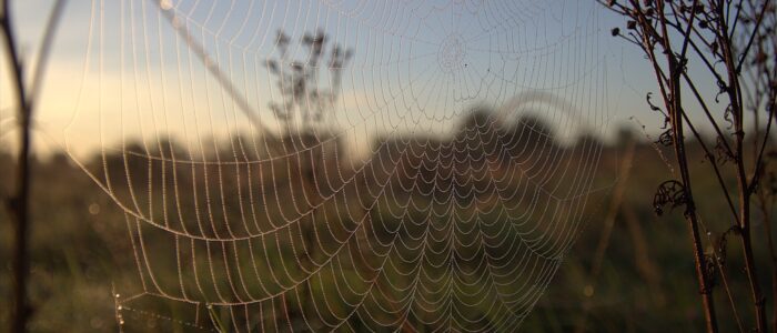 spinnenweb met dauwdruppels